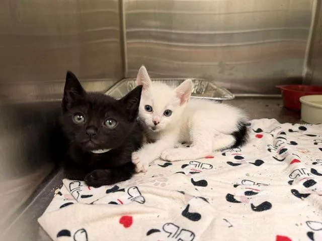 A baby small-sized male Domestic Short Hair cat named Bo for adoption in Tustin, CA