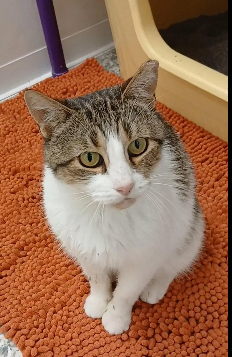 An adult medium-sized male Tabby cat named Ninja for adoption in Bay City, MI