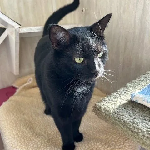 An adult large-sized female Black Domestic Short Hair cat named Shelby for adoption in Berkeley Springs, WV