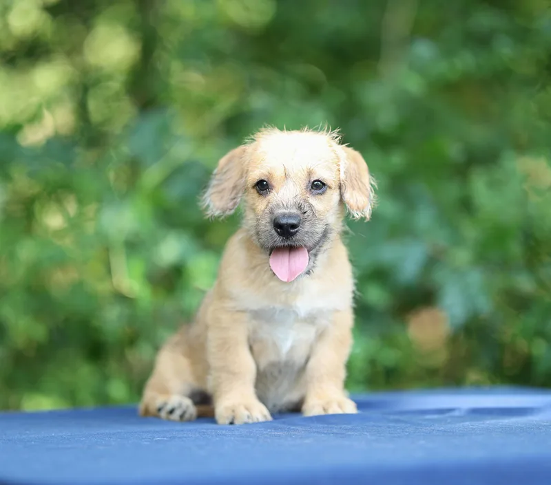 Benji thumbnail 2