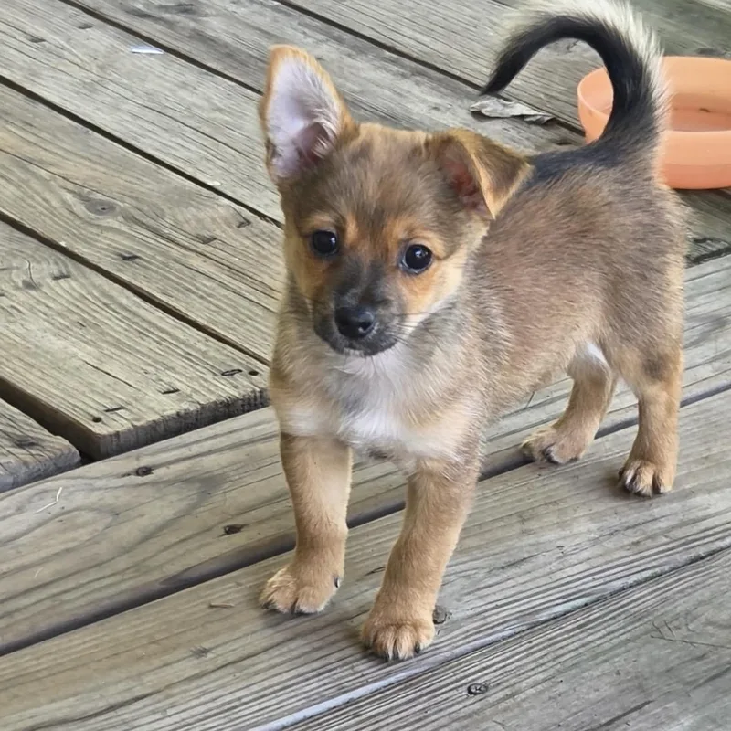 A baby small-sized male Yellow / Tan / Blond / Fawn Chihuahua dog named Moochie for adoption in Kannapolis, NC