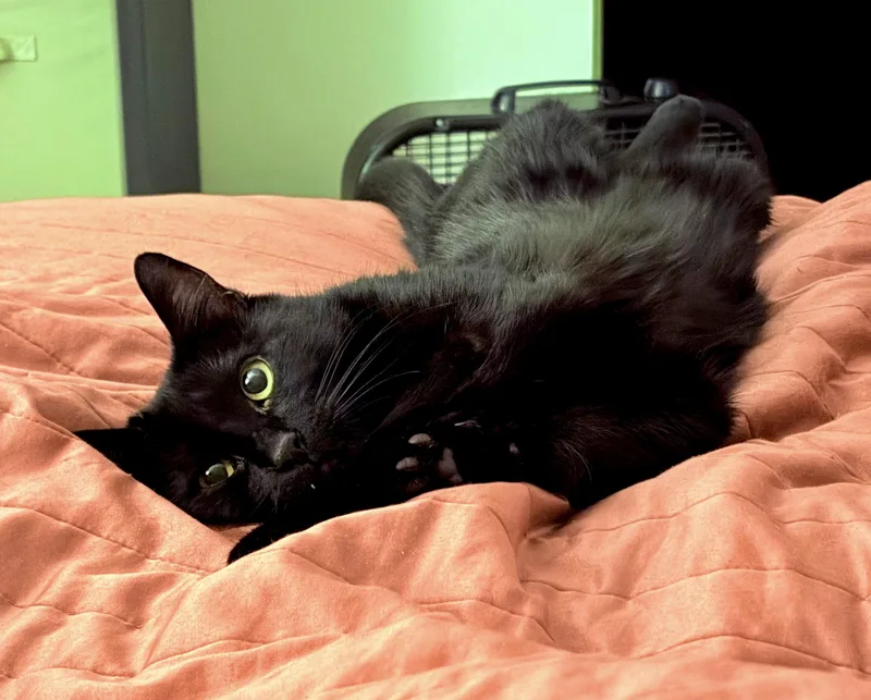 An adult medium-sized female Black Bombay cat named Ardis for adoption in San Juan Capistrano, CA