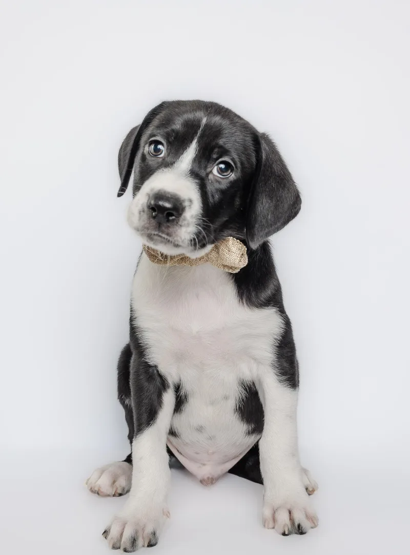 A baby medium-sized male Black Labrador Retriever dog named The golden era litter for adoption in Columbia, MO