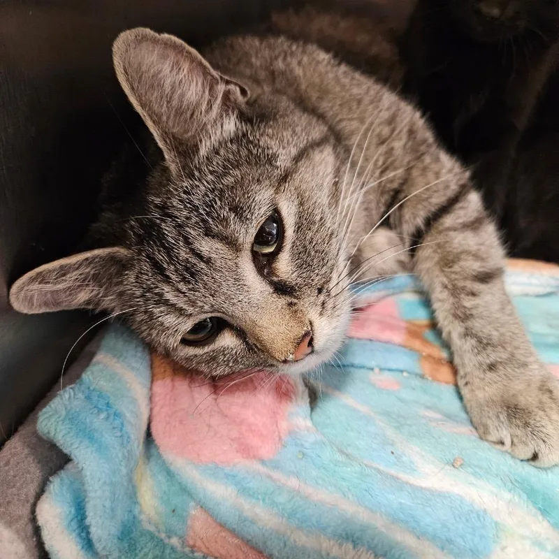 An adult small-sized female Brown / Chocolate Domestic Short Hair cat named Star for adoption in Las Vegas, NV