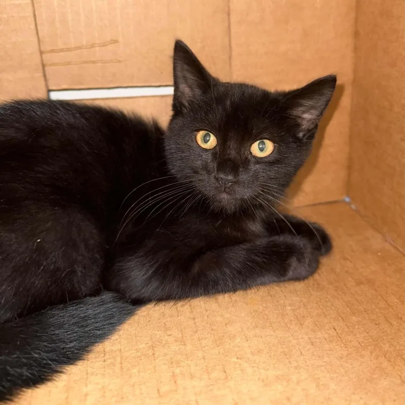 A baby medium-sized male Domestic Short Hair cat named Toothless for adoption in Penn Yan, NY