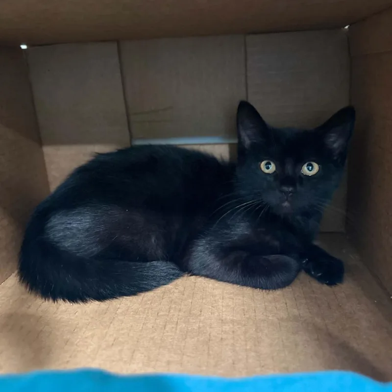 Toothless thumbnail 3