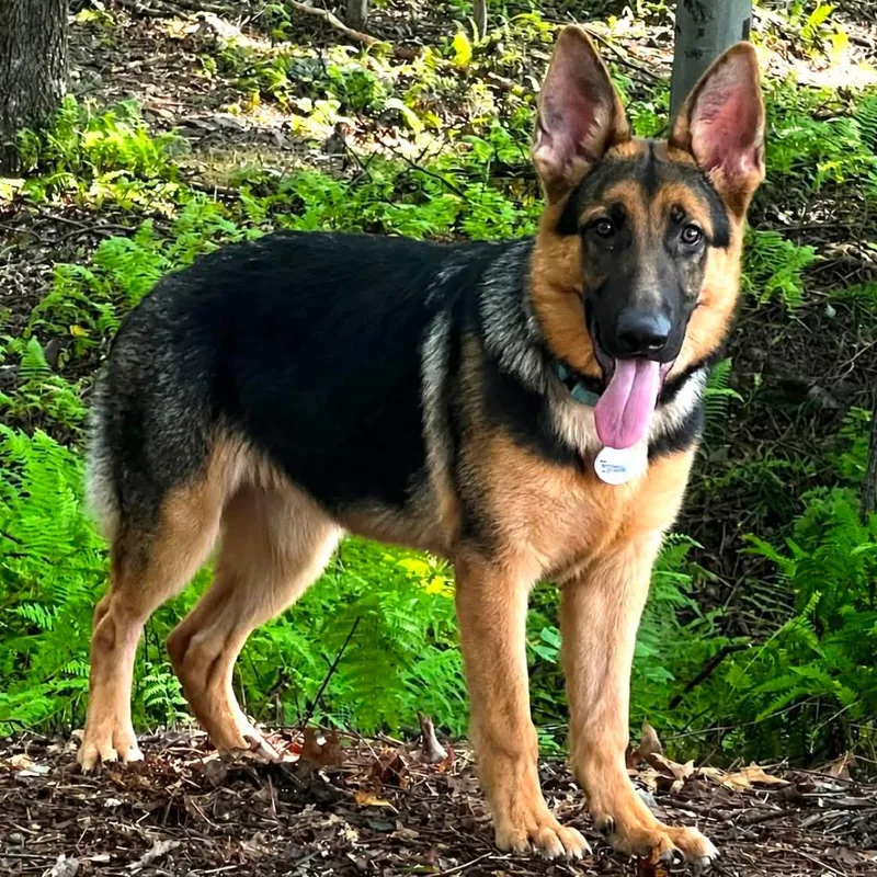 Brody