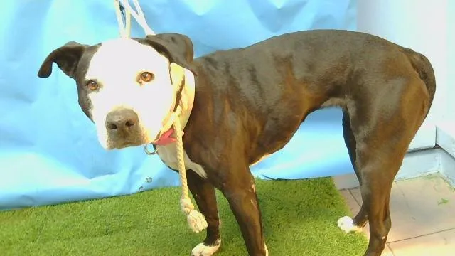 An adult medium-sized female Pit Bull Terrier dog named Luna for adoption in Gardena, CA