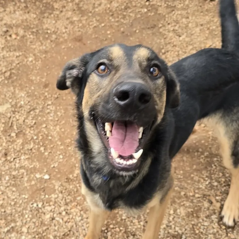 An adult large-sized male Brown / Chocolate German Shepherd Dog named Delgato for adoption in Marble Falls, TX