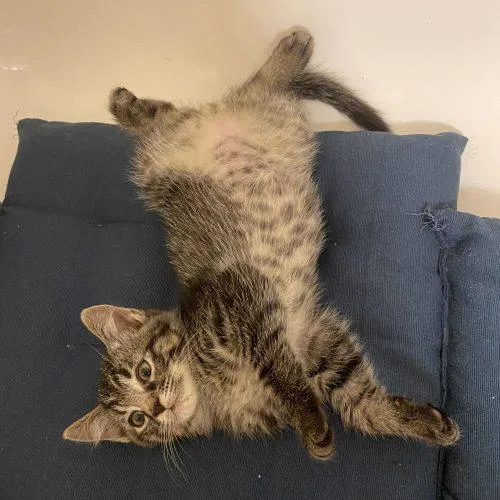 A baby small-sized male Tabby (Brown / Chocolate) Domestic Short Hair cat named Creole for adoption in Toms River, NJ