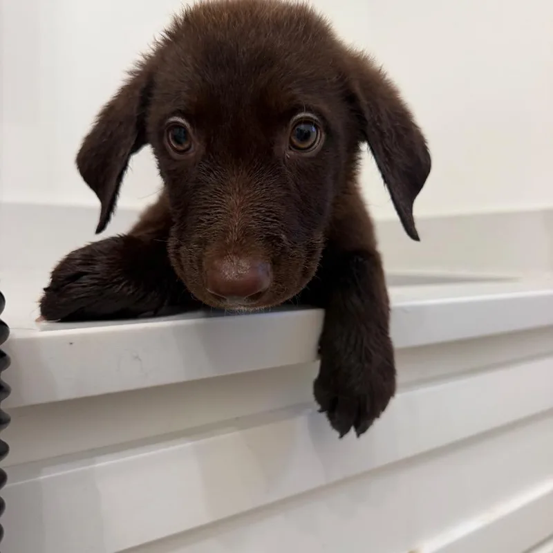 A baby medium-sized male Brown / Chocolate Labrador Retriever dog named Cedar for adoption in Baton Rouge, LA