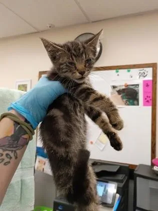 A baby small-sized female Domestic Short Hair cat named Natasha for adoption in Palm Coast, FL