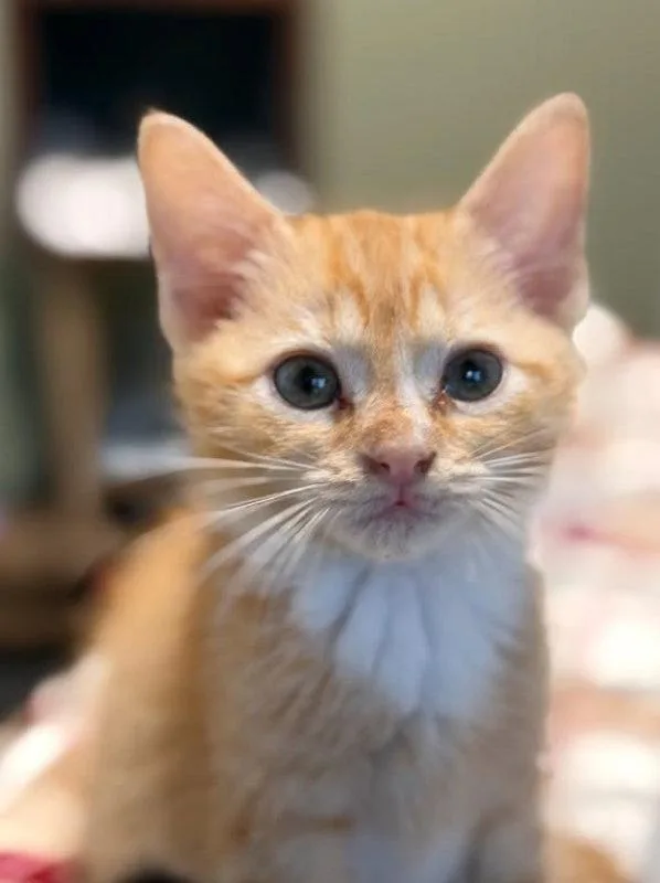 A young medium-sized female Tabby (Orange / Red) Tabby cat named Buttercup for adoption in Knoxville, TN