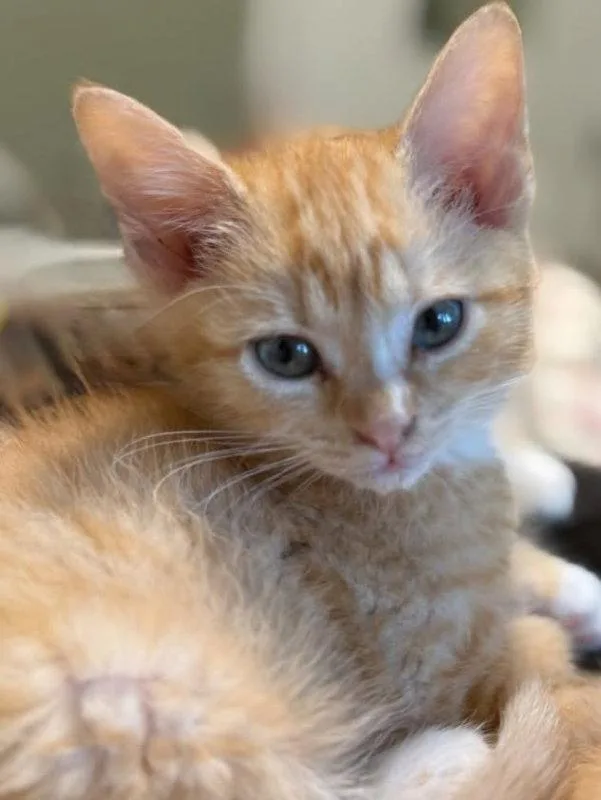Buttercup thumbnail 2