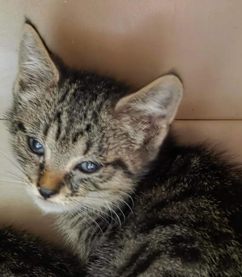 A baby small-sized male Domestic Short Hair cat named Bogart for adoption in Ewing, NJ