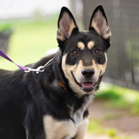 A young large-sized male German Shepherd Dog dog named Hayward for adoption in Camarillo, CA
