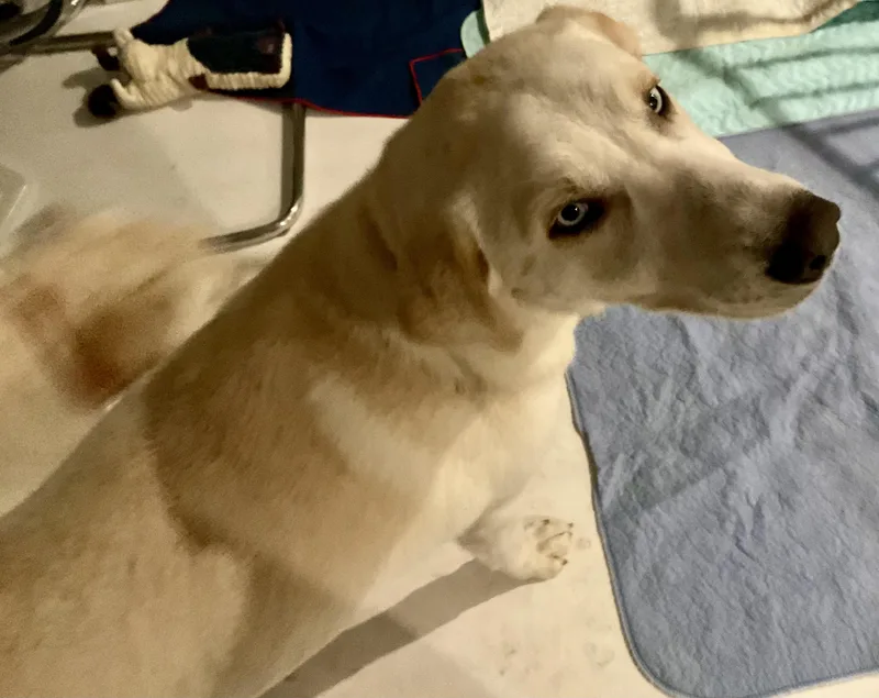 Leonardo Aka Loki thumbnail 2