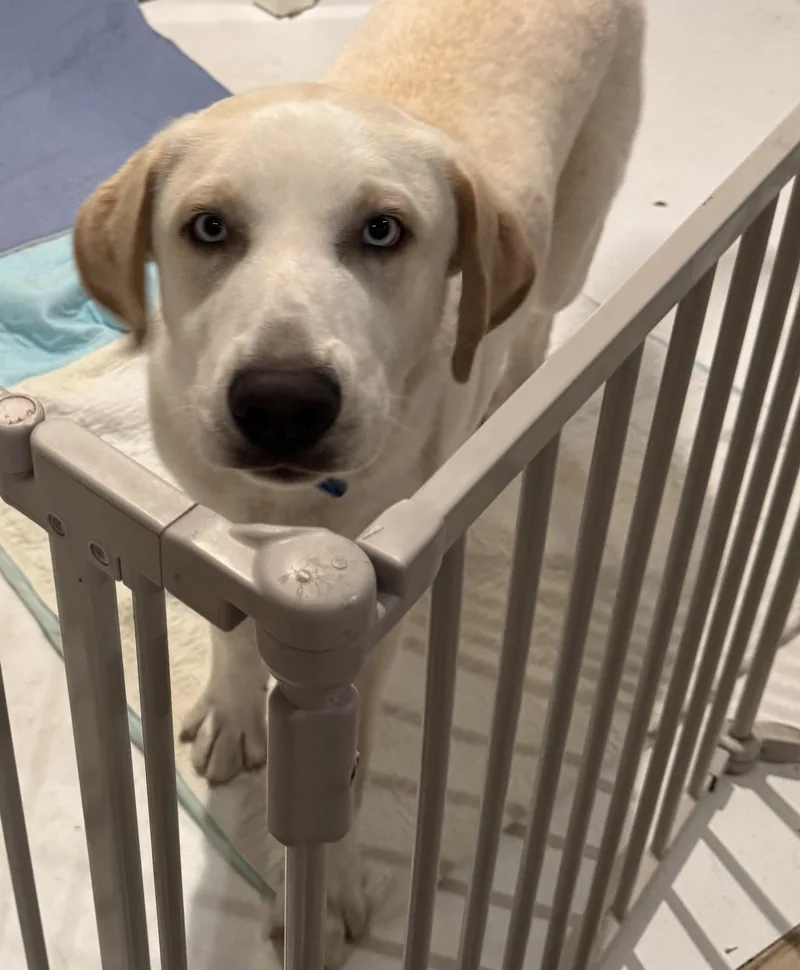 Leonardo Aka Loki thumbnail 3