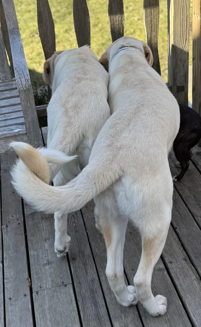 Leonardo Aka Loki thumbnail 4