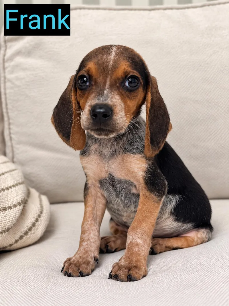 A baby small-sized female Beagle dog named Frank for adoption in Grand Rapids, MI
