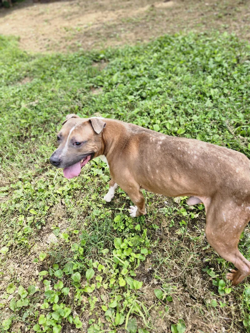 Rockyi'm A Puppies For thumbnail 2