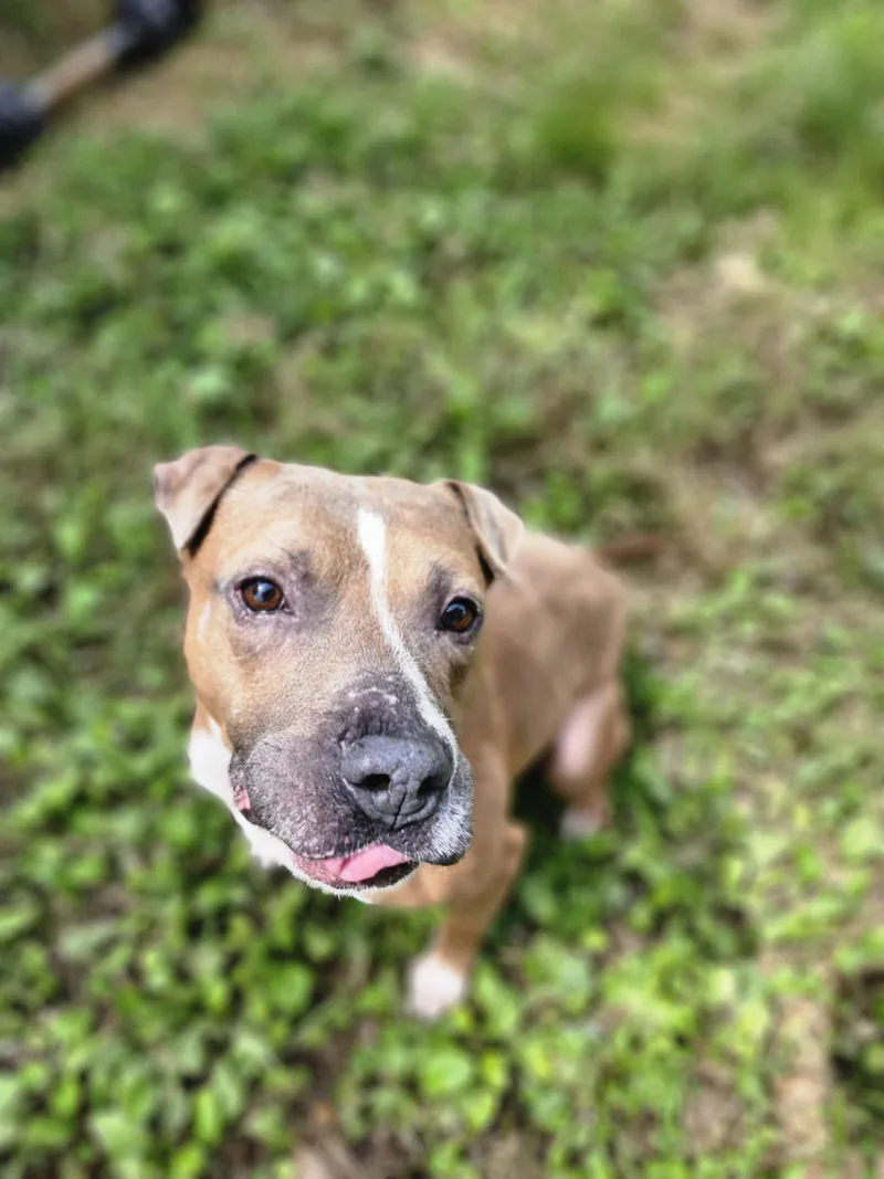 Rockyi'm A Puppies For thumbnail 3