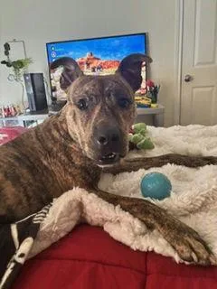 A young medium-sized male Pit Bull Terrier dog named Deogi for adoption in Denton, TX