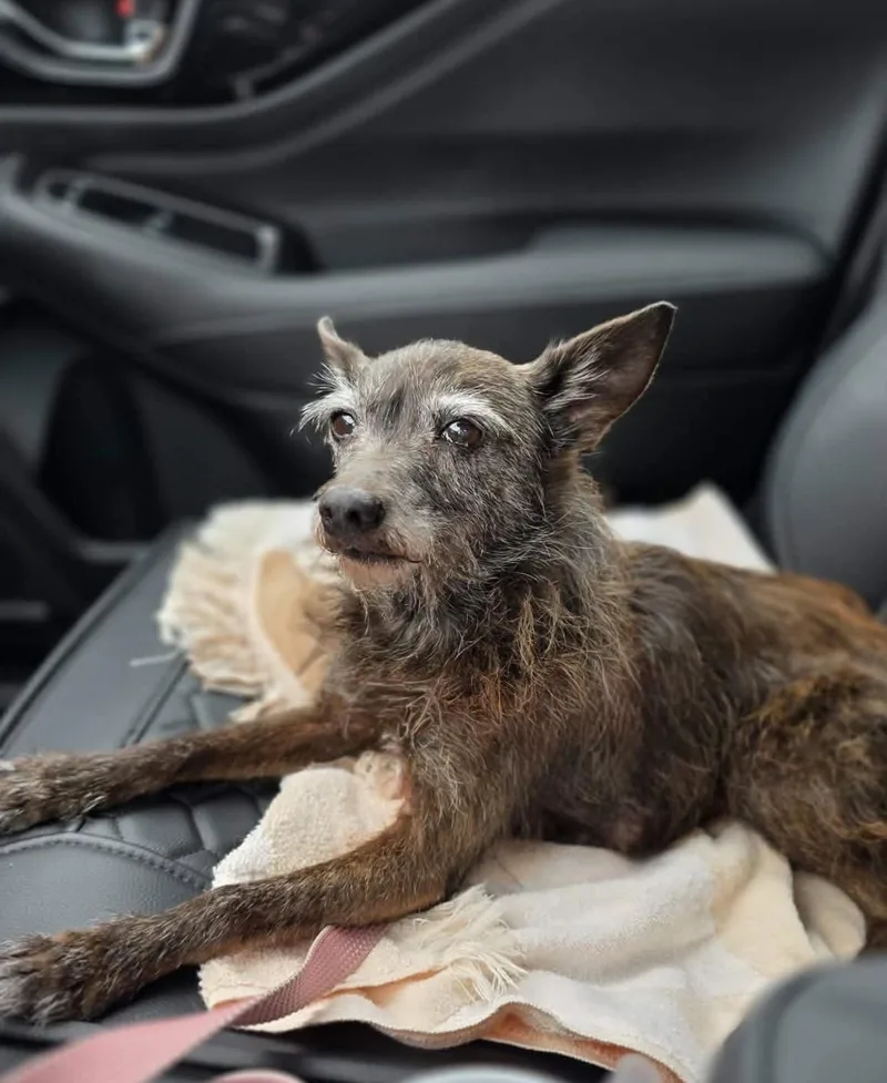 A senior small-sized female Cairn Terrier dog named Coco for adoption in Milton, FL