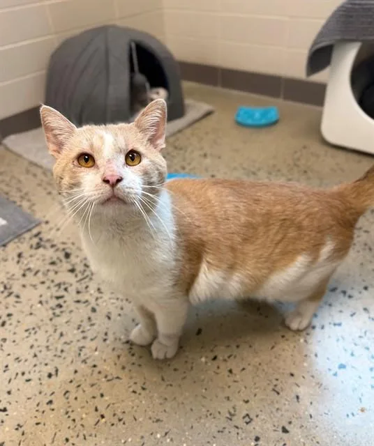 An adult medium-sized male Domestic Short Hair cat named Bananarama for adoption in Leesburg, VA