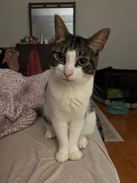 An adult medium-sized female Domestic Short Hair cat named Nectarine for adoption in Ridgewood, NY