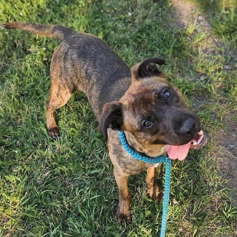 Tamarack thumbnail 2