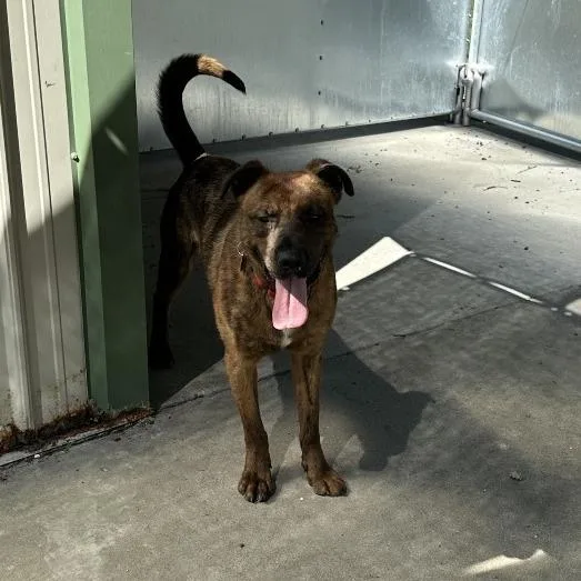 Tamarack thumbnail 3