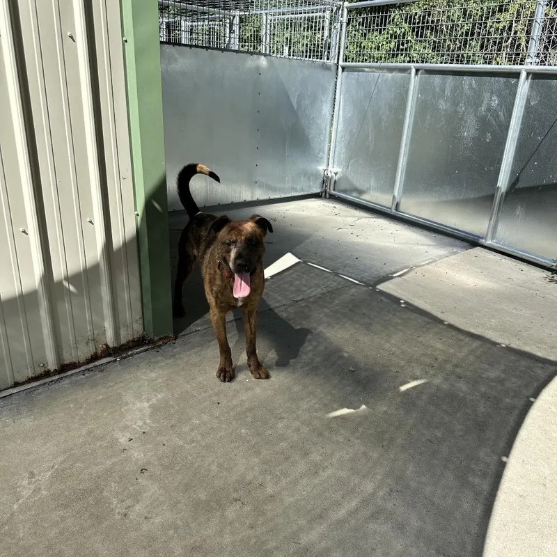 Tamarack thumbnail 5