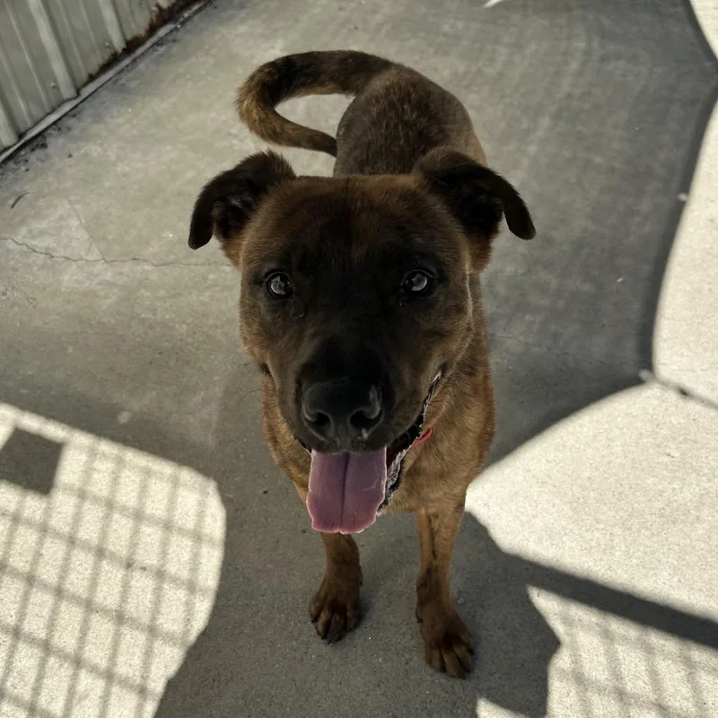 Tamarack thumbnail 6