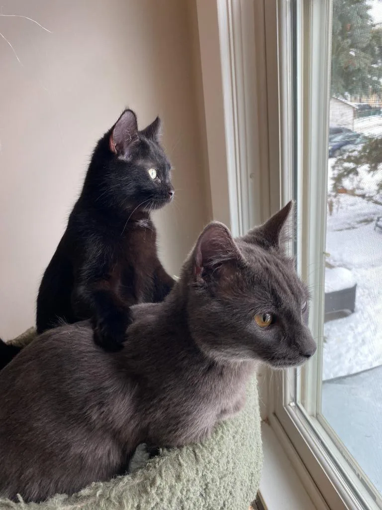 A baby small-sized female Domestic Short Hair cat named Bernadette Moth for adoption in Minneapolis, MN