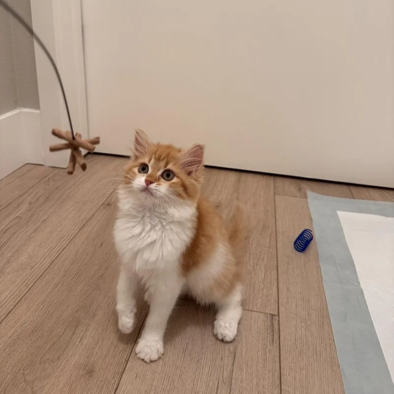 Mango thumbnail 2