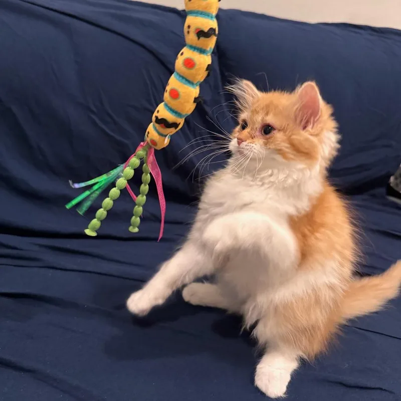 Mango thumbnail 3