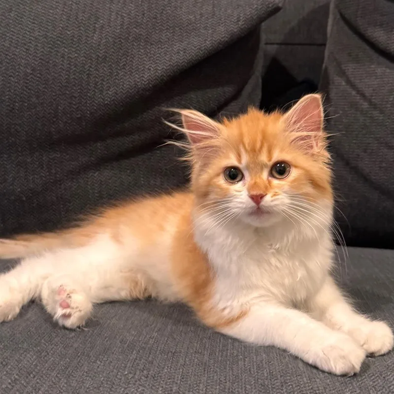 Mango thumbnail 5