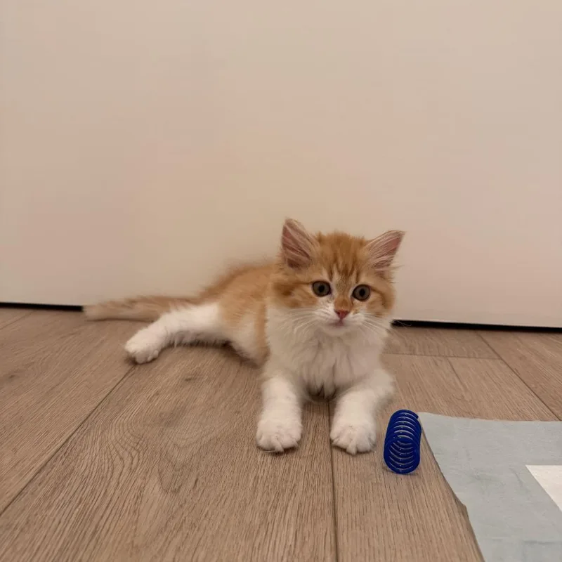 Mango thumbnail 6