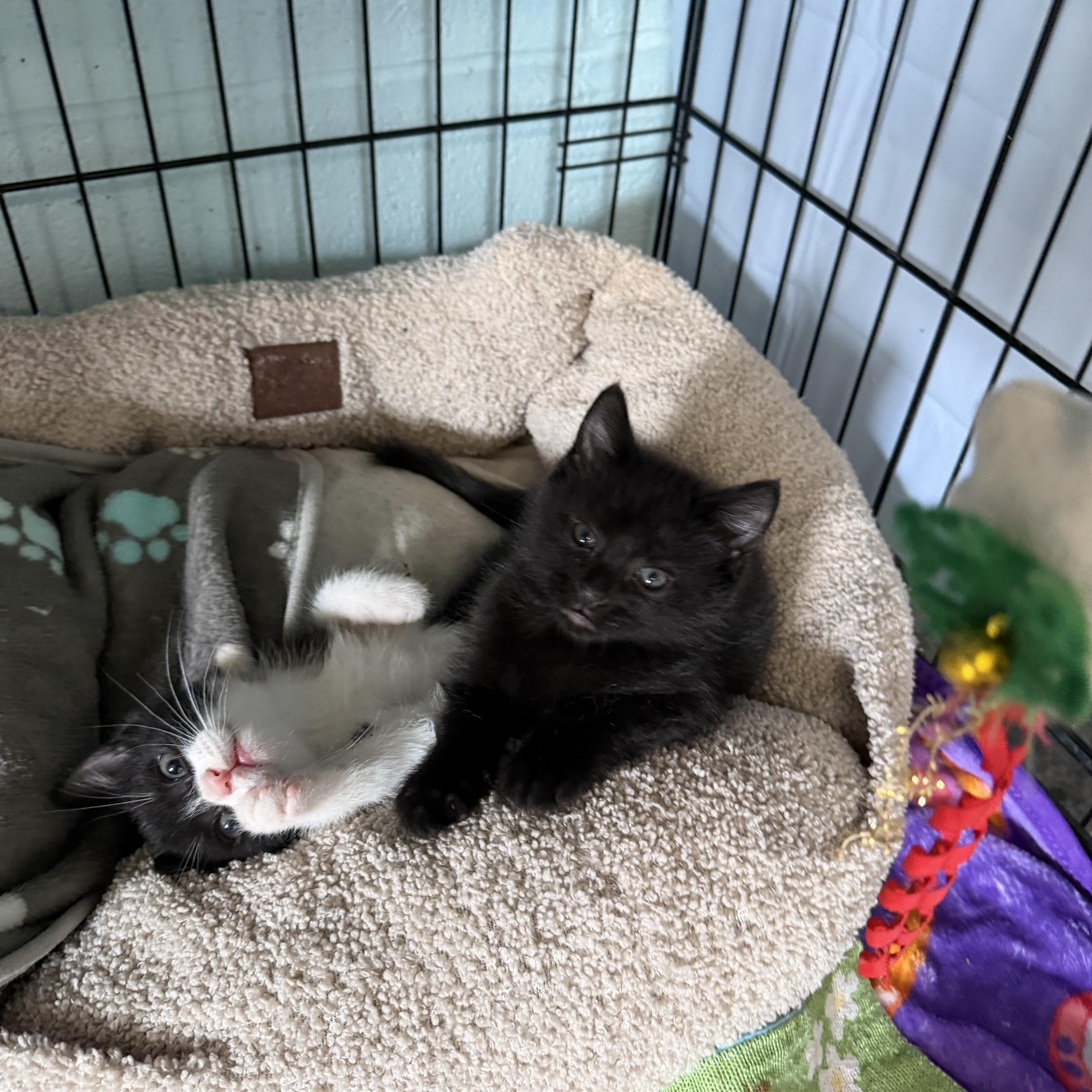 Zarrah & Salem thumbnail 2