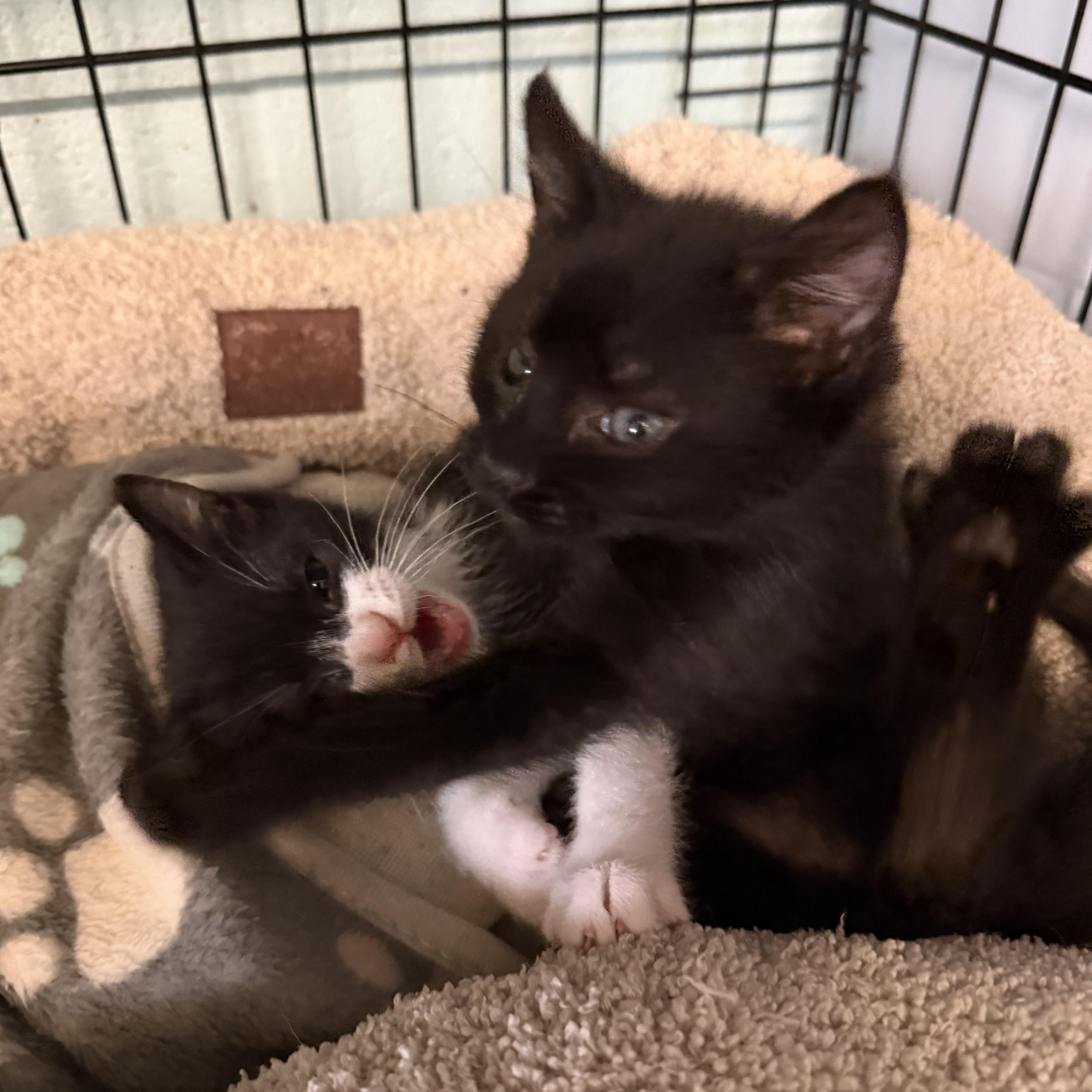 Zarrah & Salem thumbnail 3