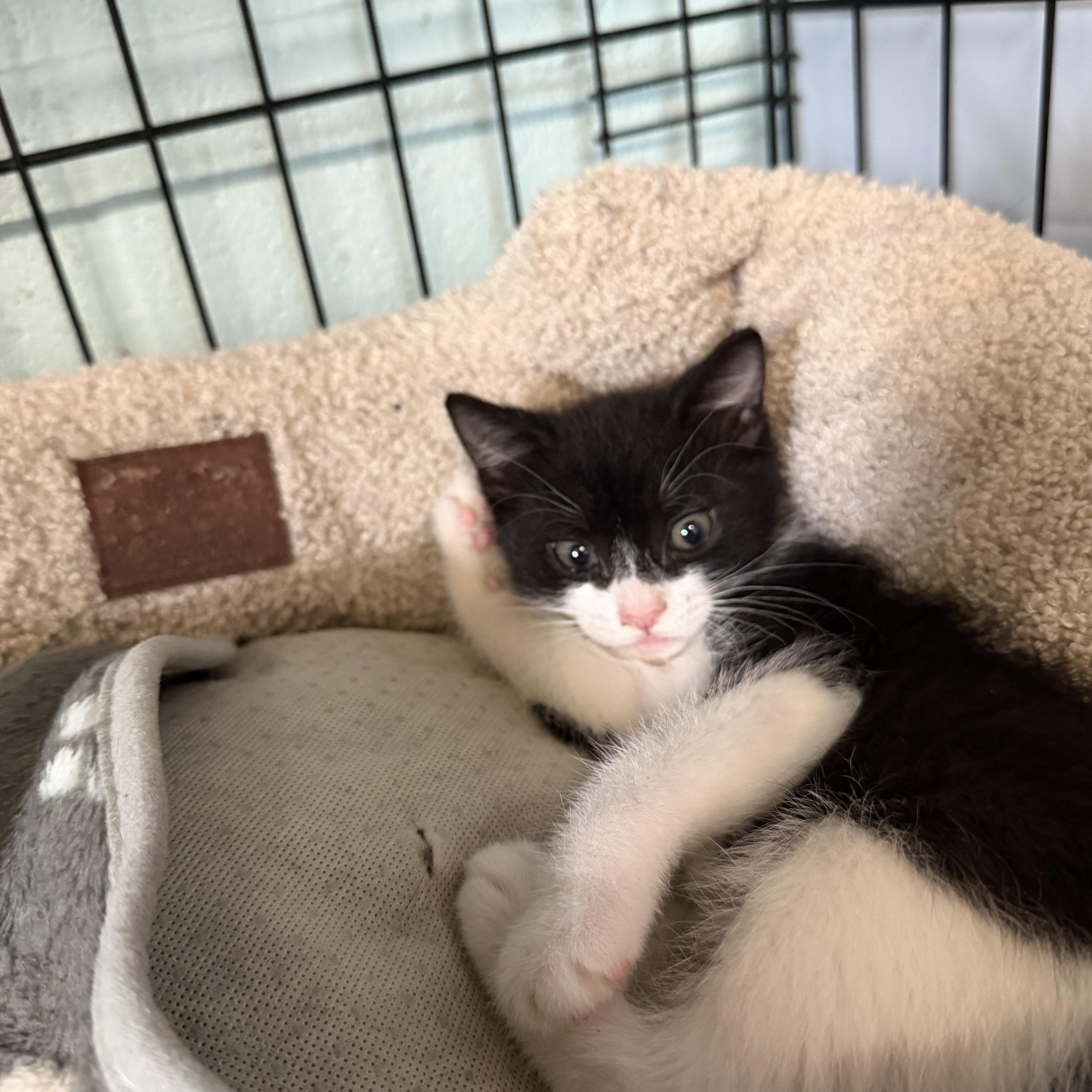 Zarrah & Salem thumbnail 5