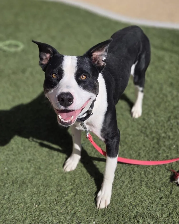 A young large-sized male Pit Bull Terrier dog named King for adoption in Las Vegas, NV