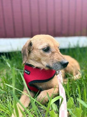 A young small-sized female Yellow / Tan / Blond / Fawn Beagle dog named Angel for adoption in Bedford Hills, NY