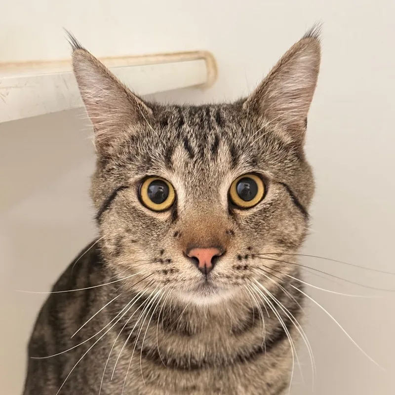 A young medium-sized male Tabby (Buff / Tan / Fawn) Domestic Short Hair cat named Beanz for adoption in Grass Valley, CA
