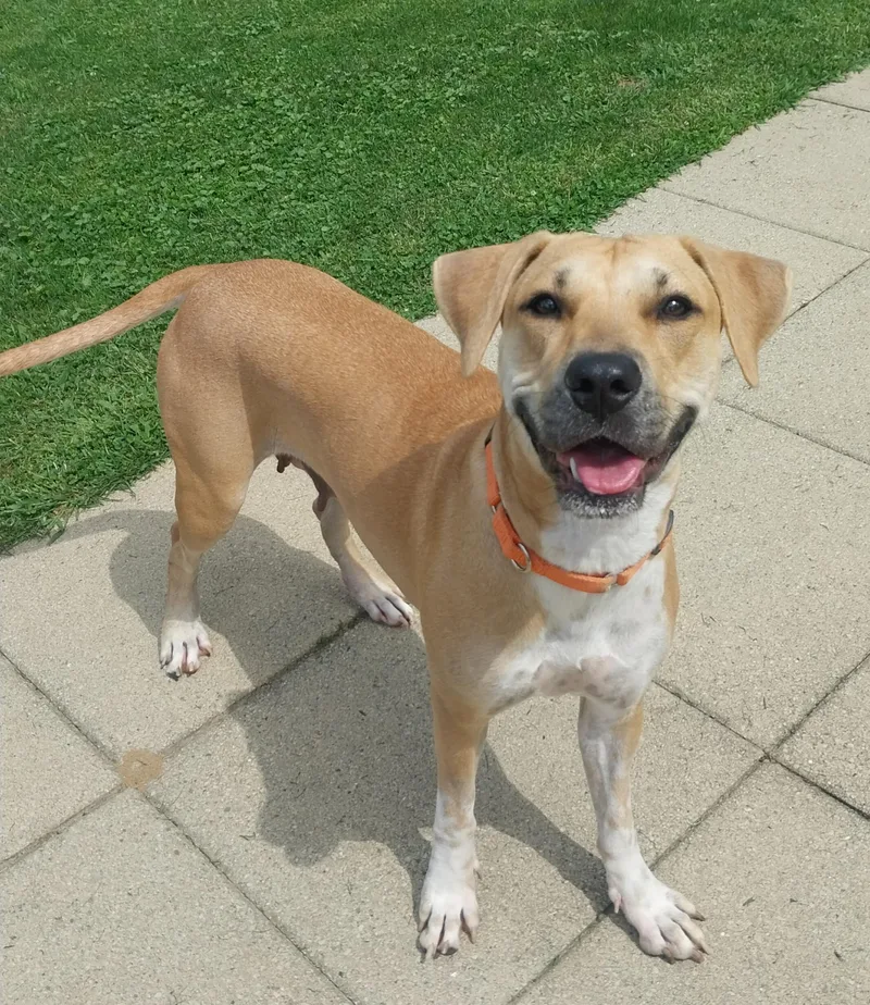 An adult medium-sized female Yellow / Tan / Blond / Fawn Mixed Breed dog named Ella for adoption in Louisville, OH