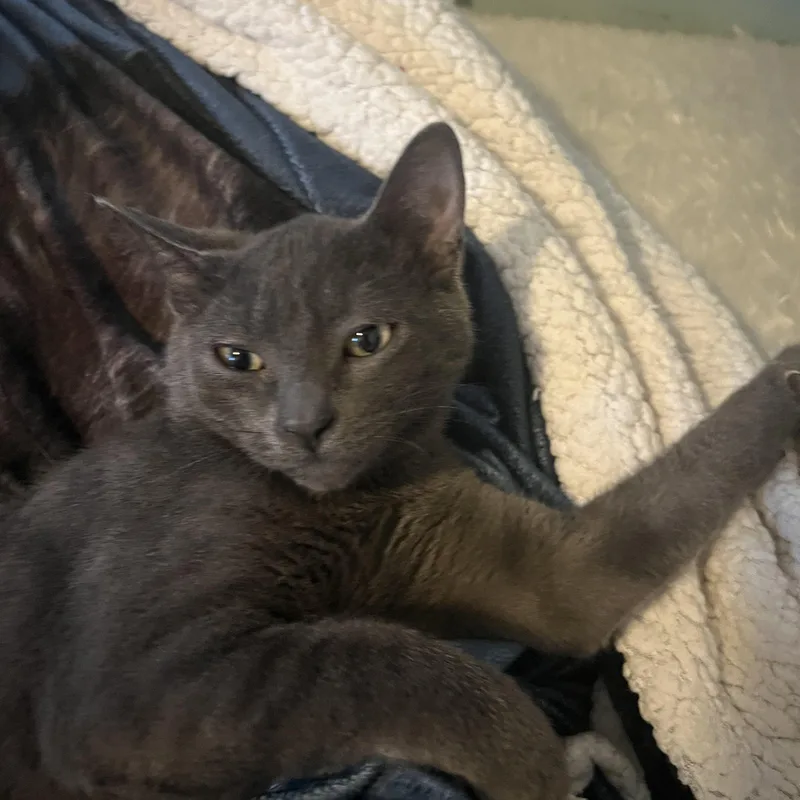 A baby large-sized male Gray / Blue / Silver Domestic Short Hair cat named Jayden for adoption in Berkeley Heights, NJ