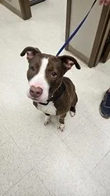 A young medium-sized male Brown / Chocolate Pit Bull Terrier dog named Kobe for adoption in Moline, IL