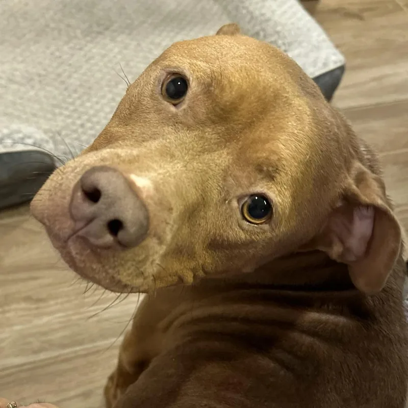 An adult medium-sized female Yellow / Tan / Blond / Fawn Pit Bull Terrier dog named Petra for adoption in Fairfax, VA