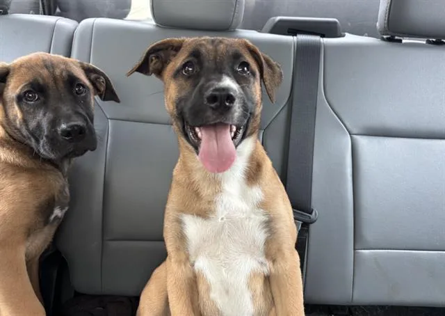 A baby small-sized female Boxer dog named Peaches for adoption in Grand Prairie, TX